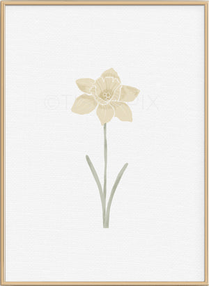 Small Daffodil Stem
