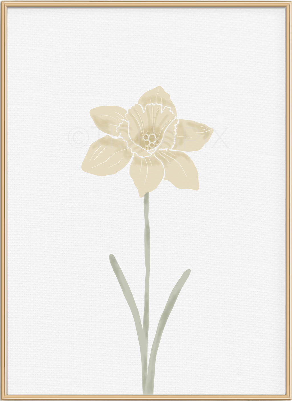 Large Daffodil Stem